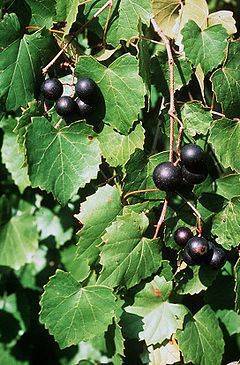 Uvas muscadinas, un gran antioxidante