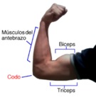 Músculo biceps