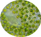 Alga chlorella