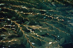 Algas kelp
