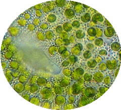 Alga chlorella