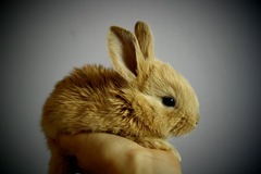 Conejo pequeño