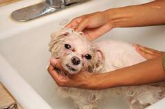 Baño de perro