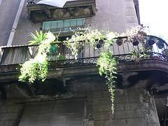 Balcón con plantas