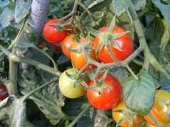 Cómo podar tomates