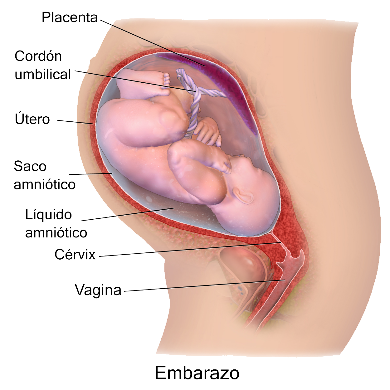 Pictures Of Pregnant Vagina 90