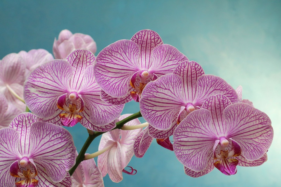 Image result for Las orquídeas