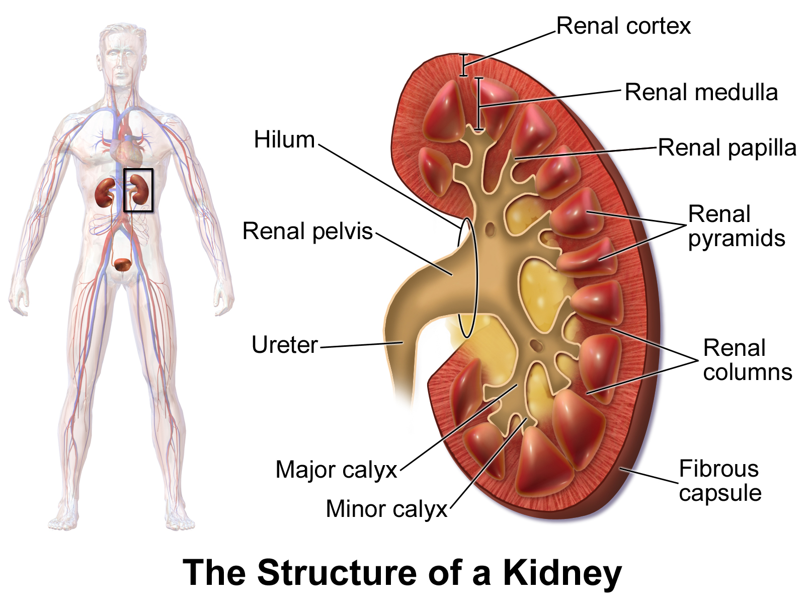 Chronic Kidney Disease and Rash - Treato
